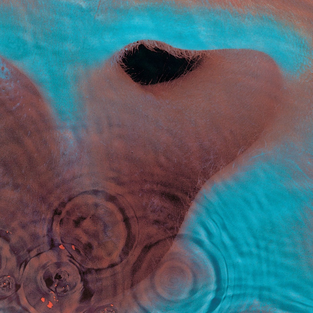Pink Floyd - Meddle [Used Vinyl] - Tonality Records