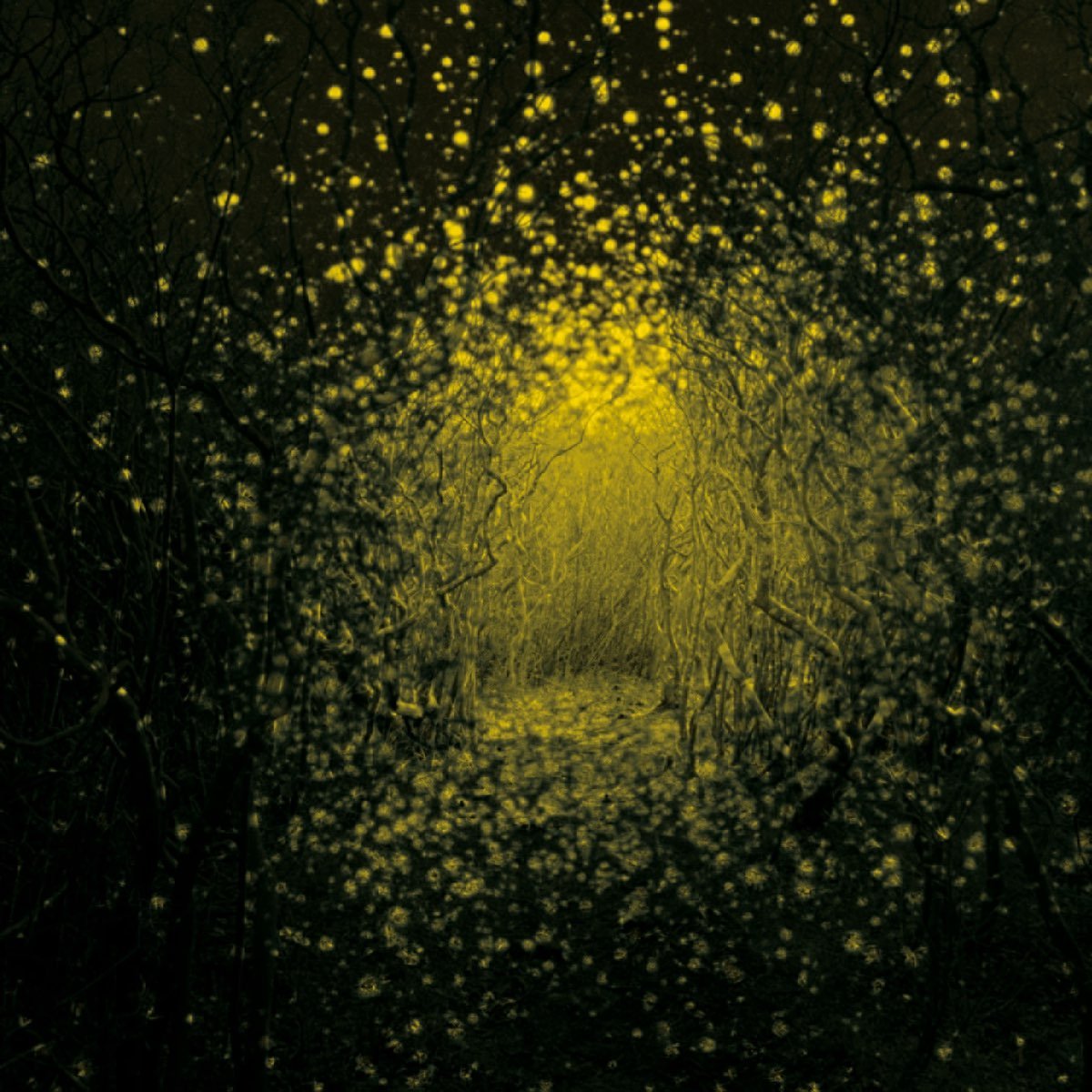 The Antlers - Burst Apart [Used Vinyl] - Tonality Records